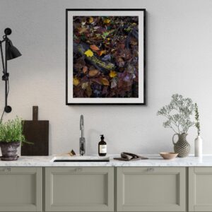 Delaware Water Gap Autumn Leaves on Display