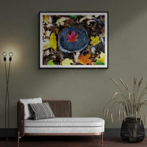 New England Autumn Leaves on Display - the Scarlet Maple Print 1 of 2